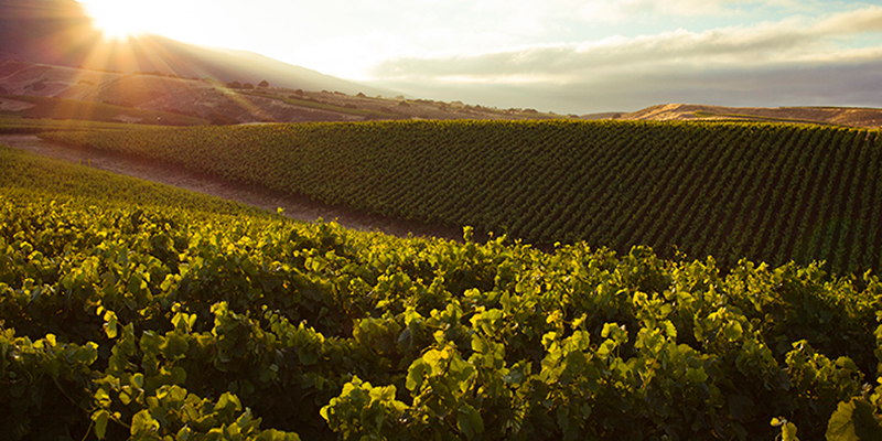 Panorama vineyard santa lucia highlands