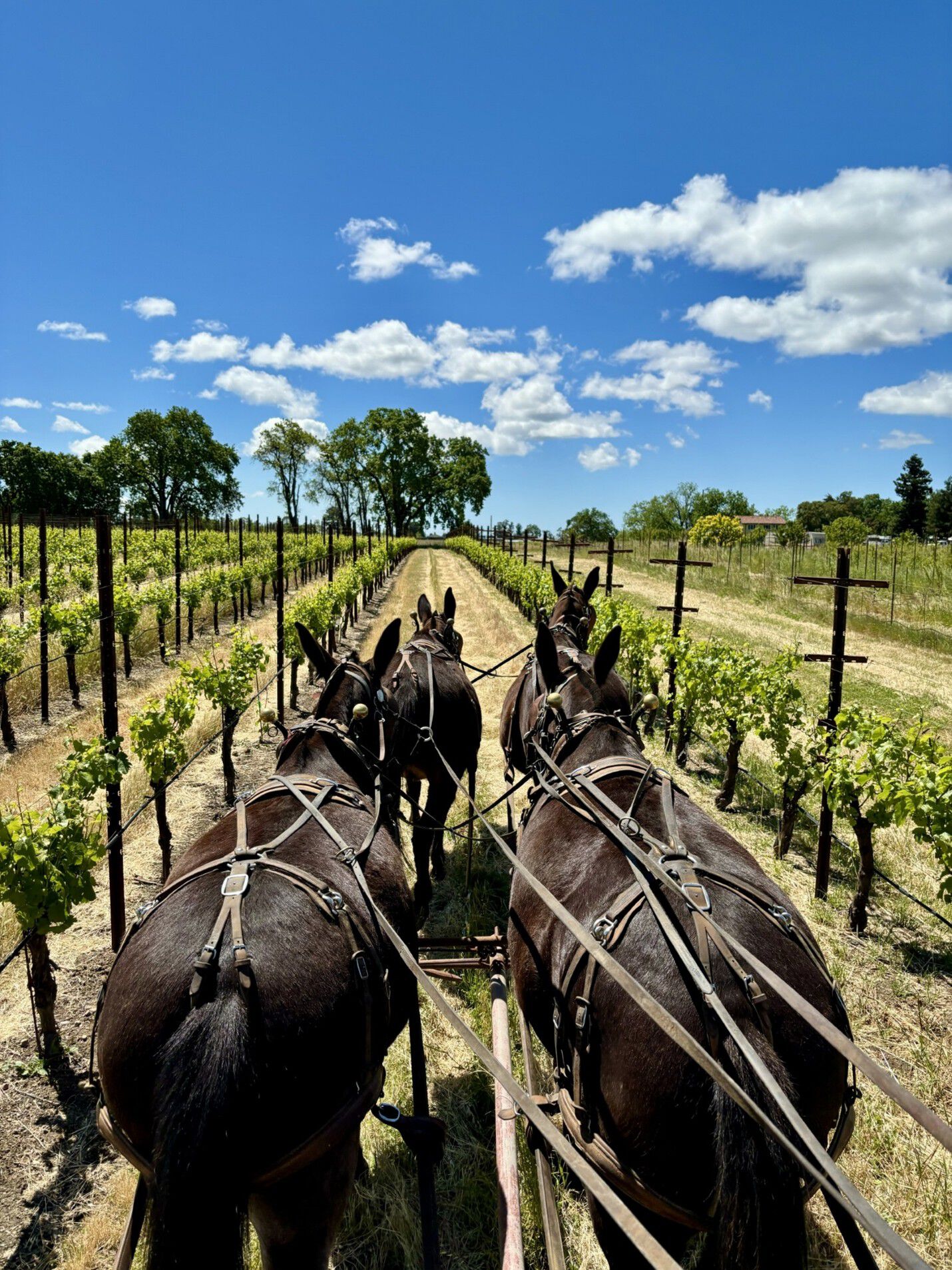 Parsons Mule Train