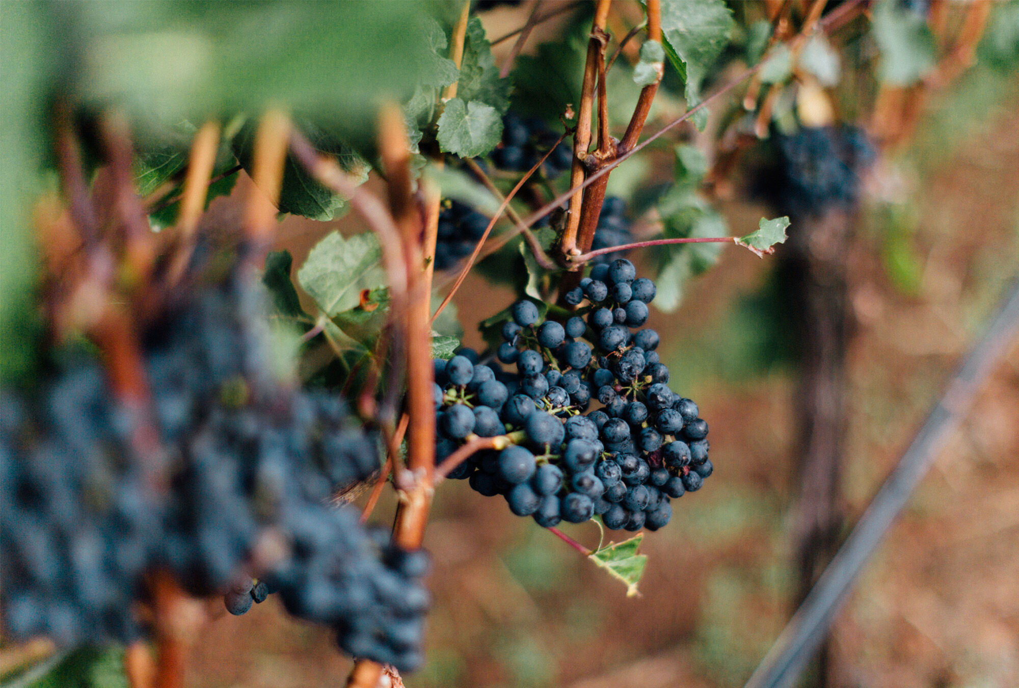 Cluster of grapes on a vineyard vine Cluster of grapes on a vineyard vine
