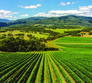 Northern California Vineyards