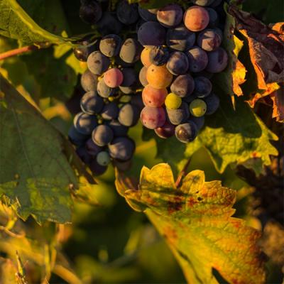 Grapes on the vine