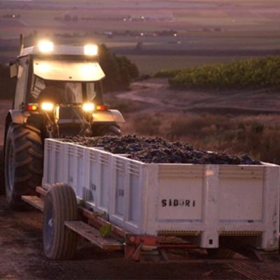 Tractor with grapes